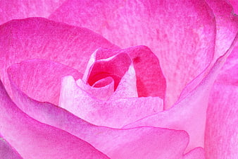 Close-up of vibrant pink rose petals in bloom