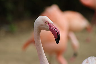 Close-up portrait of a pink flamingo head and beak