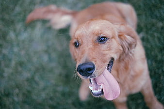 Happy Golden Retriever Panting on Green Grass