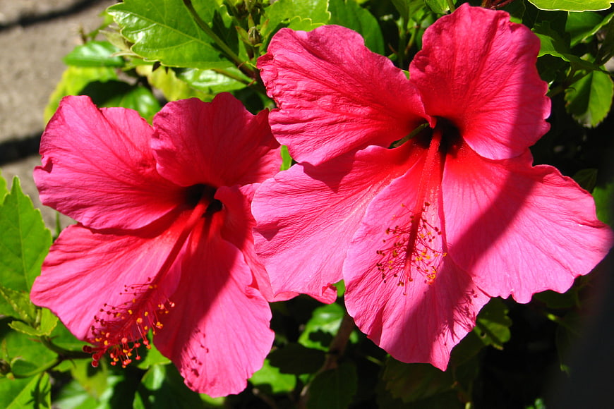 Vibrant Pink Hibiscus Flowers in Sunlight