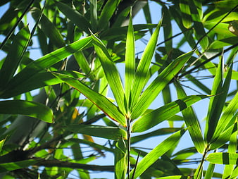 Sunlit bamboo leaves against a clear blue sky