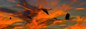 Silhouetted Herons Flying Against Vibrant Orange Sunset Sky