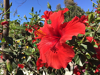 Vibrant Red Hibiscus Flower Blooming in Sunlight
