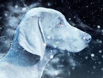 Blue Weimaraner Dog Head in Snowy Winter Atmosphere