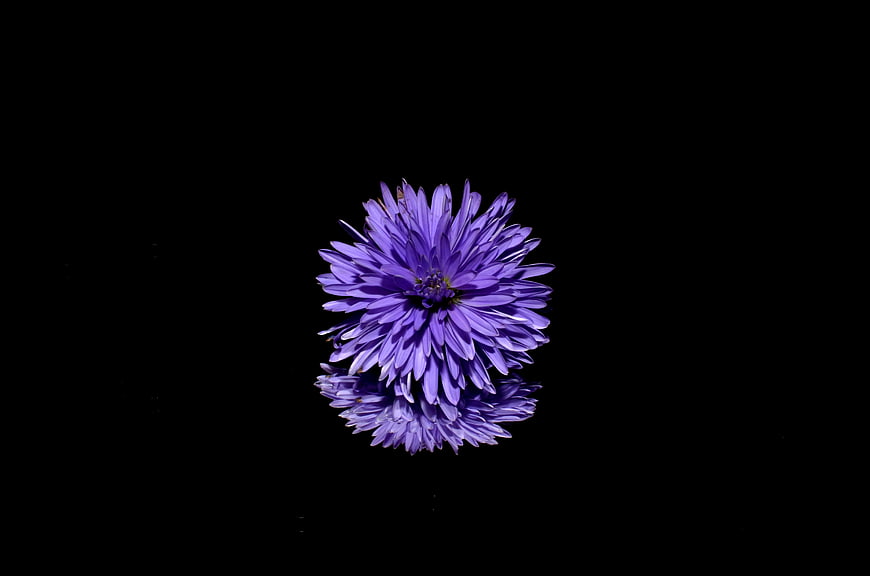 Purple Aster Flower with Reflection on Black Background