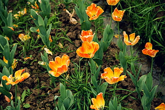 Vibrant orange tulips blooming in a garden bed