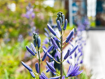 Close-up of purple Camassia flowers in a sunny garden
