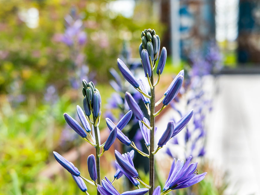 Close-up of purple Camassia flowers in a sunny garden