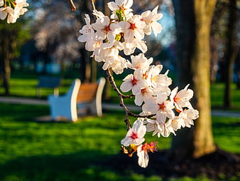 White Cherry Blossoms on Branch in Park