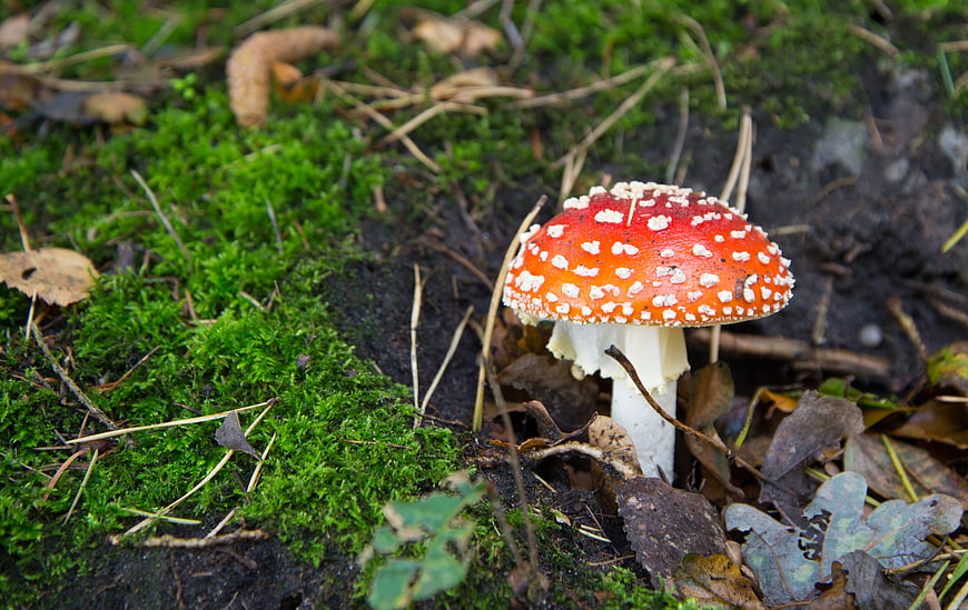 Red Fly Agaric Mushroom in Mossy Forest Floor