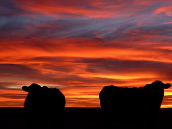 Silhouette of Two Cows Against Dramatic Red Sunset Sky