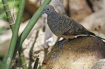 Zebra Dove perched on a rock in natural habitat
