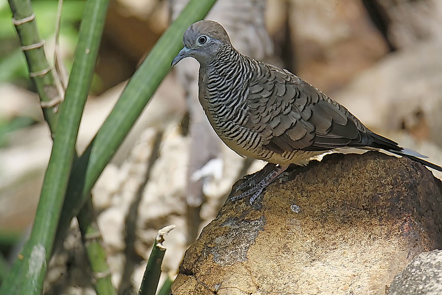 Zebra Dove perched on a rock in natural habitat