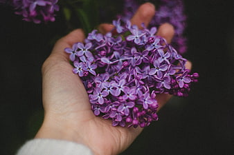 Hand holding purple lilac flowers close up