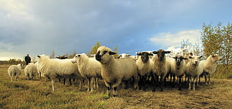 Flock of sheep standing in a field with shepherd