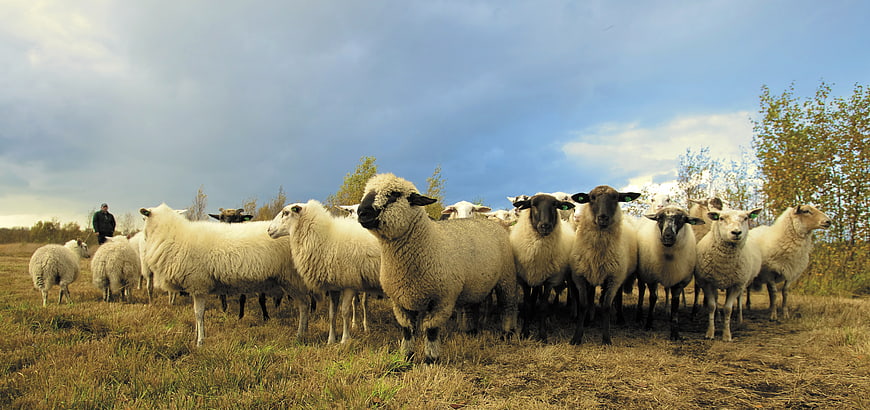 Flock of sheep standing in a field with shepherd