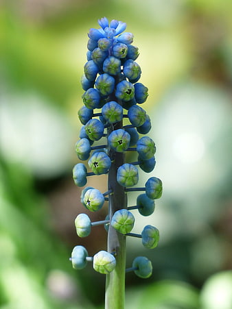 Close-up of Blue Grape Hyacinth Flower Bud