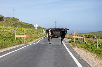 Black and white cow standing on rural road