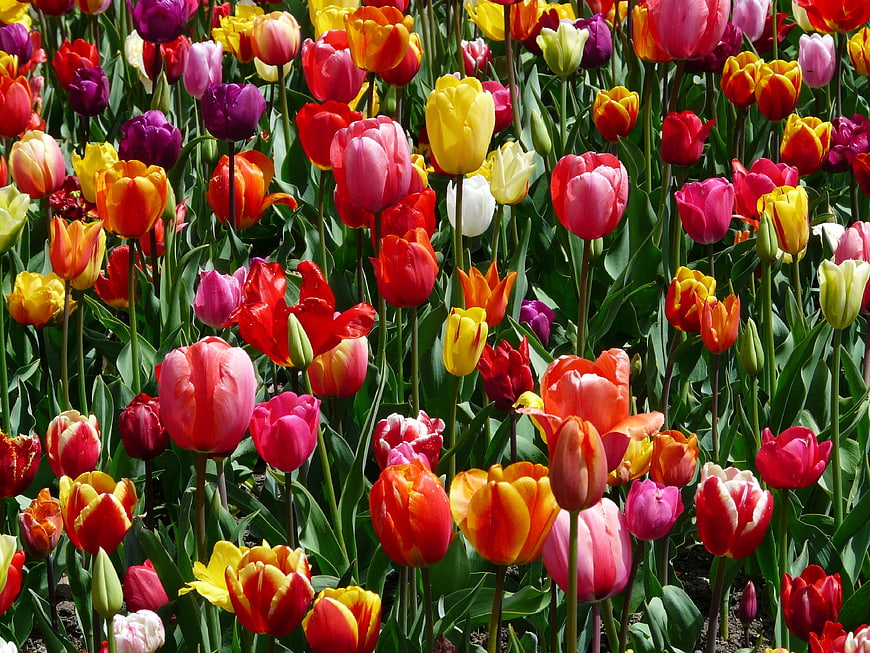 Vibrant multicolored tulip field in full spring bloom