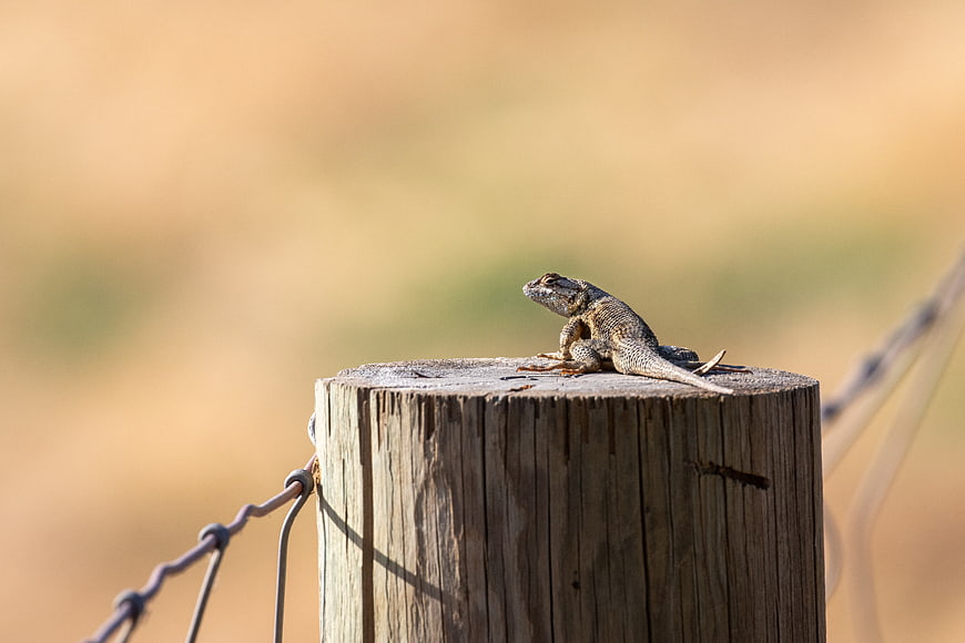 Lizard Perched on Wooden Fence Post in Sunlight