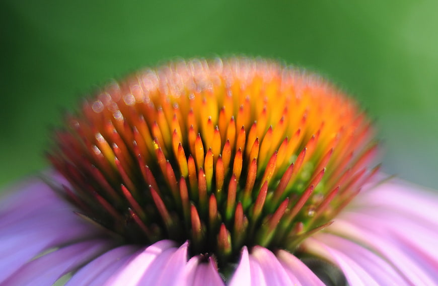 Macro Close-Up of Purple Coneflower Center