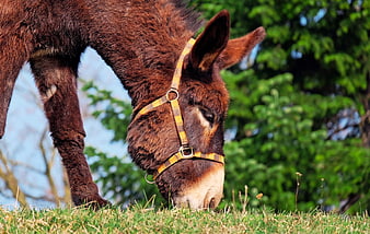 Brown Donkey Grazing in Green Pasture with Halter