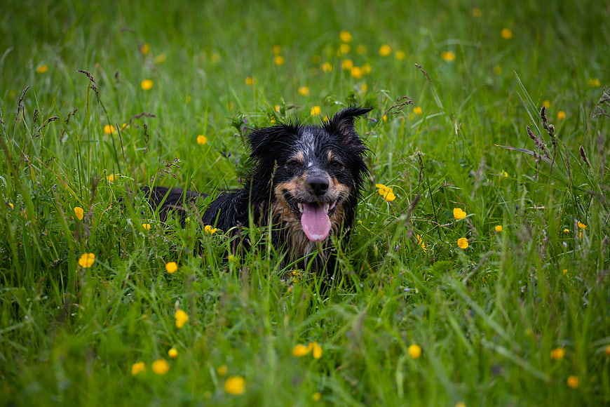 Wet Border Collie Resting in Green Grass with Buttercups