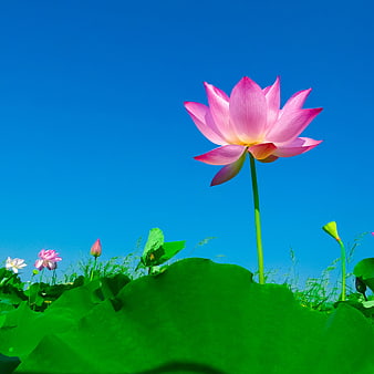 Pink Lotus Flower Blooming Against Blue Sky