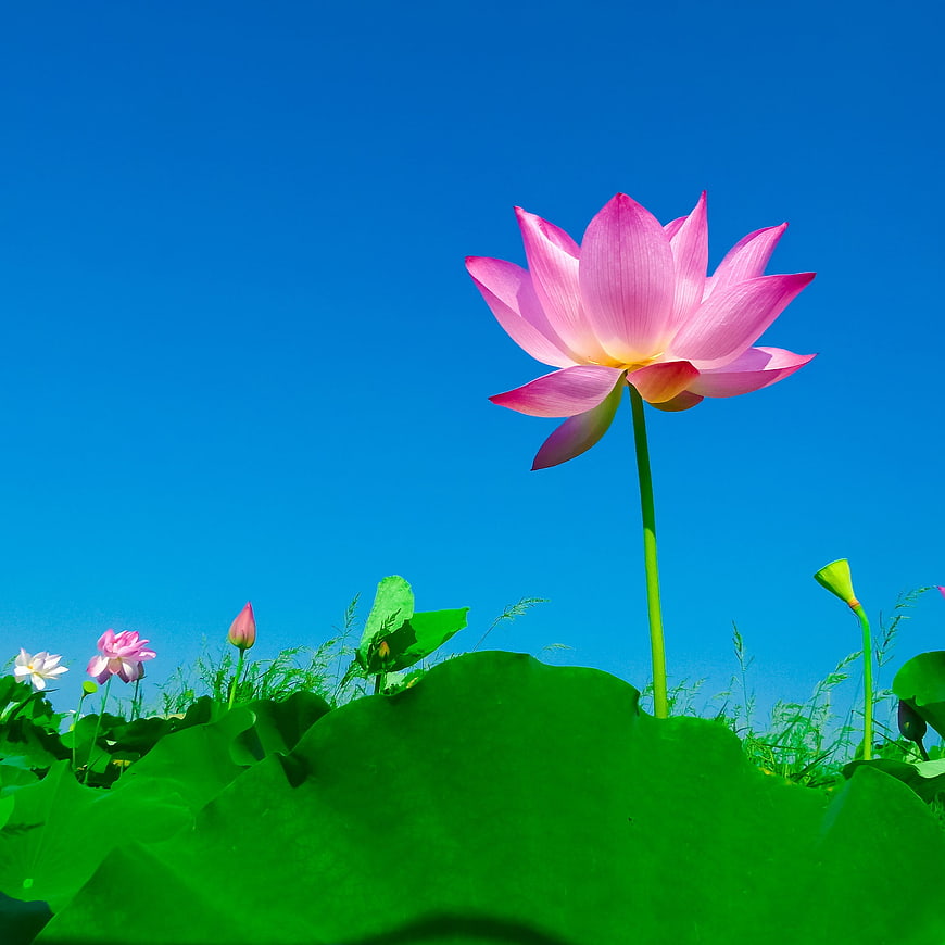 Pink Lotus Flower Blooming Against Blue Sky