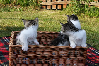 Three cute kittens playing in a wicker basket outdoors