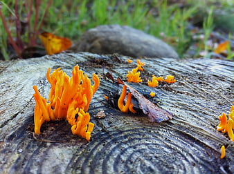 Vibrant Orange Coral Fungi Growing on Weathered Tree Stump