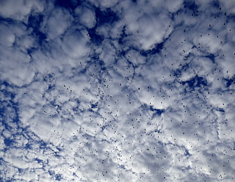 Flock of birds flying against blue sky with white clouds