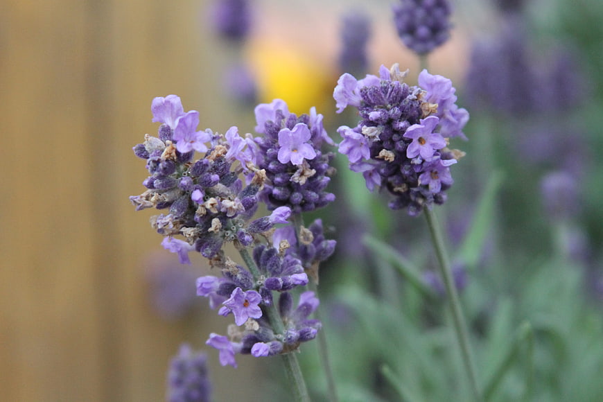 Close-up of purple lavender flowers with blurred background