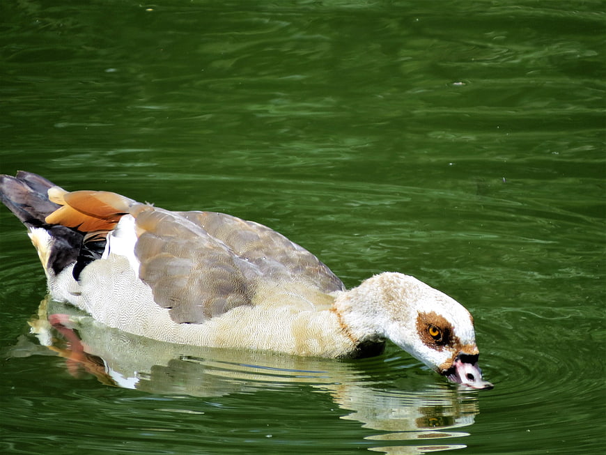 Egyptian Goose Swimming in Green Pond Water