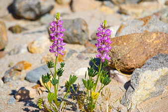 Purple Lupine Flowers Growing Among Desert Rocks