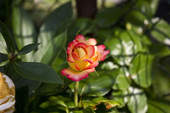 Yellow and Pink Rose Bud in Garden