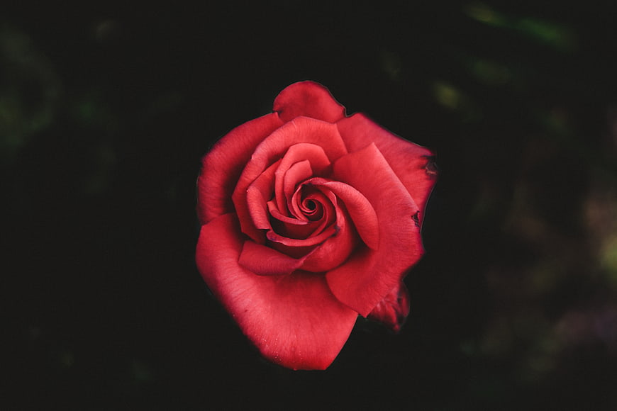 Close-up of a vibrant red rose against a dark background