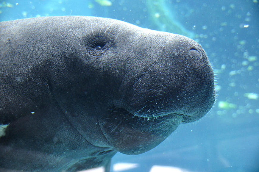 Close-up underwater portrait of a manatee face