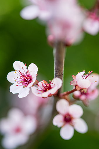 Close-up of delicate pink cherry blossoms on a branch