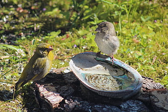 Two small birds drinking from a shell in a garden