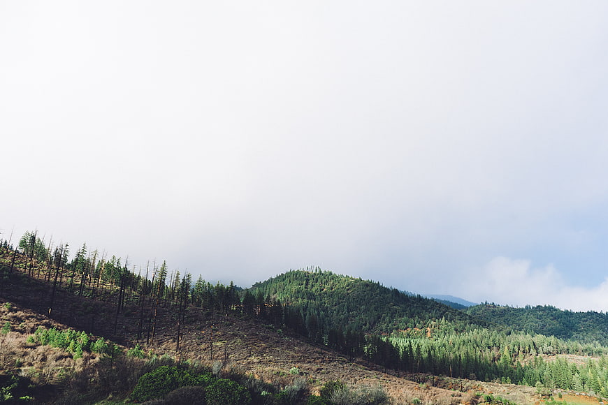 Burned forest landscape with regrowth and cloudy sky