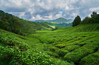 Lush Green Tea Plantation Rolling Hills Landscape With Dramatic Cloudy Sky