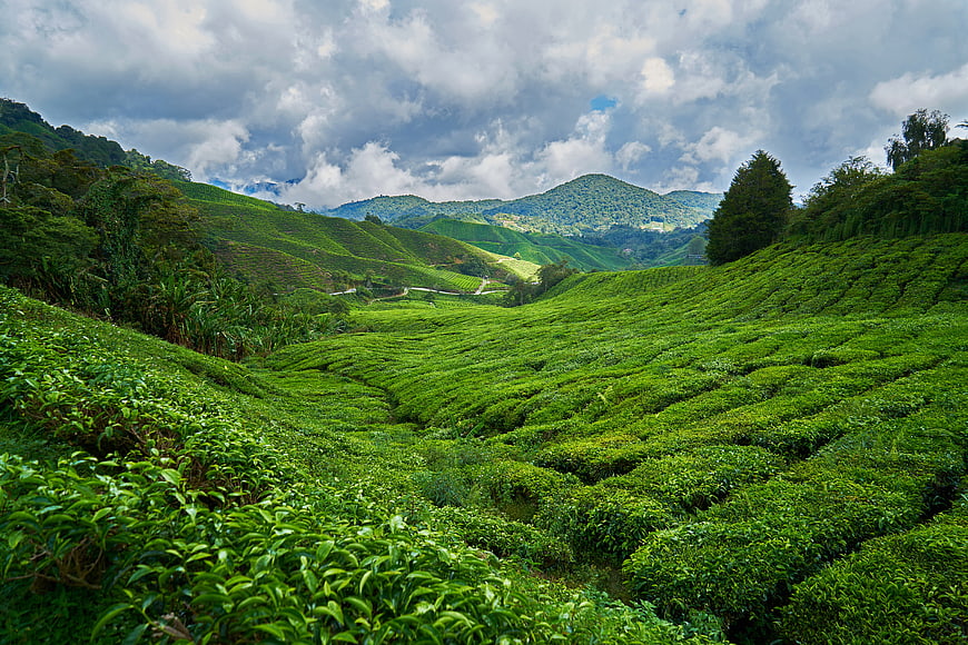 Lush Green Tea Plantation Rolling Hills Landscape With Dramatic Cloudy Sky