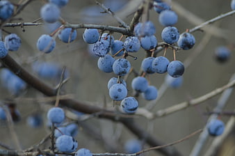 Close-up of blue berries on branches in winter