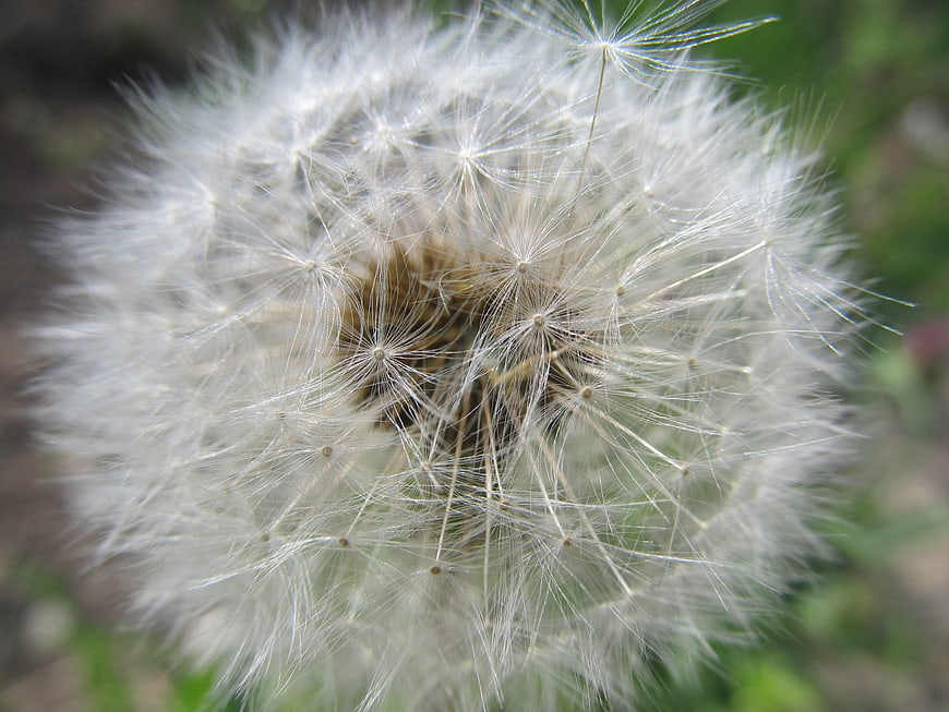 Close-up macro of a white dandelion seed head