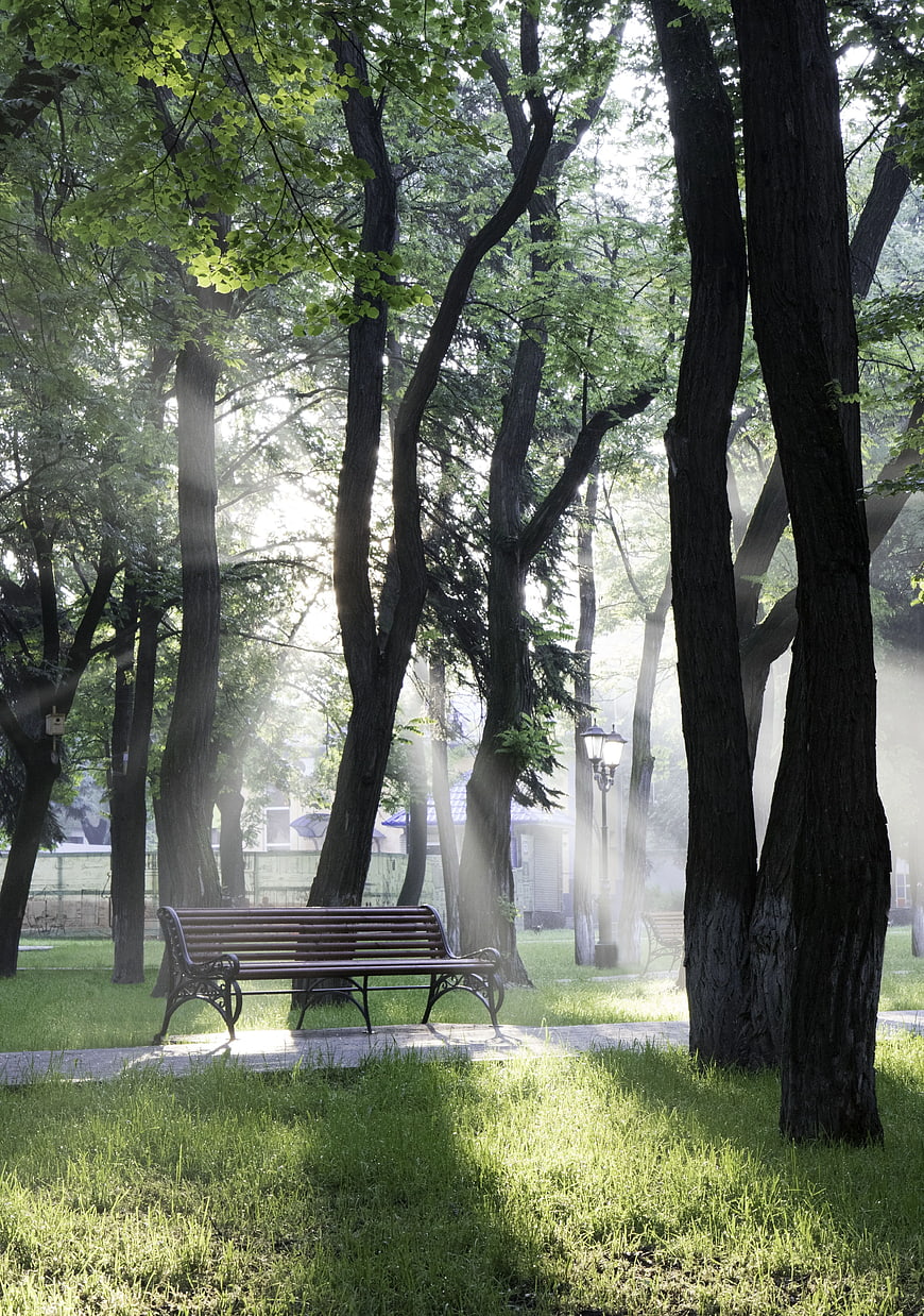 Sunlit Park Bench Under Tall Trees in Morning Mist