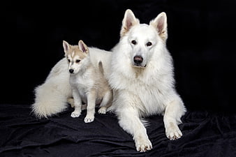White Swiss Shepherd Dog and Puppy on Black Background