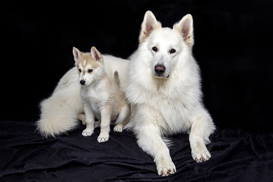 White Swiss Shepherd Dog and Puppy on Black Background