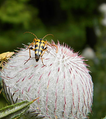 Yellow and black beetle on a white thistle flower