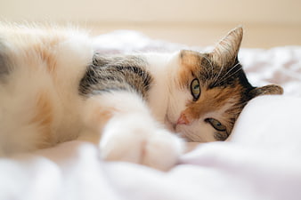Relaxed Calico Cat Lying on White Bed Sheets